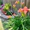 garden_faerie